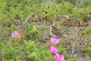 ヒバリ2024年6月23日