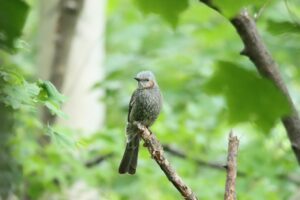 ヒヨドリ2024年6月1日