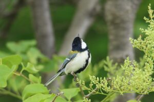 シジュウカラ♂2024年6月15日