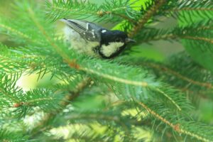 ヒガラ2024年6月29日1