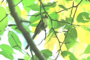 シマエナガ幼鳥2024年6月29日べこ餅