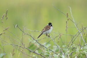 オオジュリン2024年6月23日