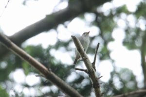 コサメビタキ2024年6月1日