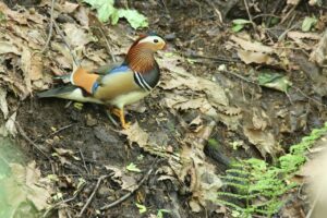 オシドリ♂2024年6月1日