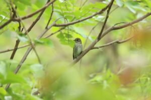 エゾビタキ2024年6月1日5月29日園内撮影