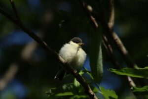 シジュウカラ幼鳥2024年6月8日6月2日初出2