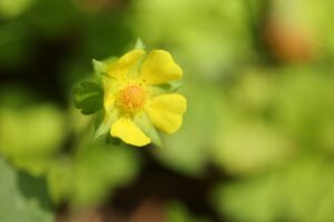 ヘビイチゴ2024年6月1日1花アップ