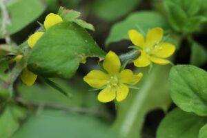 コナスビ2024年6月23日