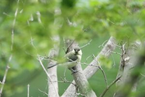 シジュウカラ幼鳥2024年6月23日1