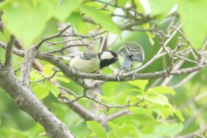 シジュウカラ親子2024年6月15日