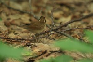 ヤブサメ2024年6月15日