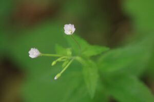 エゾアカバナ2024年6月15日
