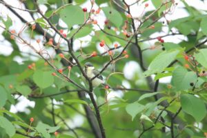 シジュウカラ幼鳥2024年6月15日