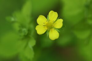 ヒメヘビイチゴ2024年6月1日