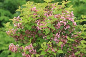 タニウツギ2024年6月15日2植栽木