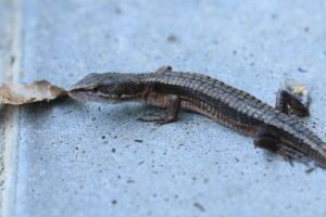 ニホンカナヘビ2024年6月29日