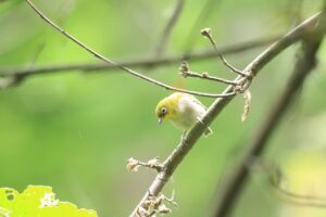 メジロ2024年6月29日