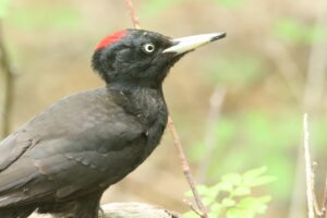 クマゲラ♀2024年6月23日