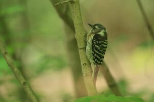 コゲラ2024年6月8日