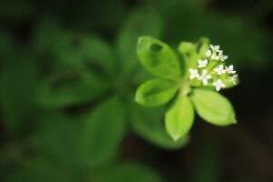 オククルマムグラ2024年6月1日