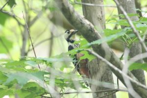 オオアカゲラ♀2024年6月1日