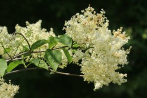 ハシドイ2024年6月23日