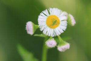 ハルジオン2024年6月8日