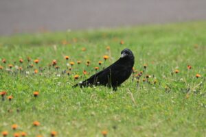 ハシボソガラス2024年6月8日コウリンタンポポと