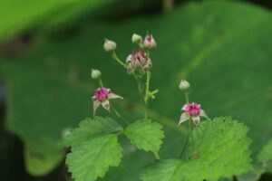 ナワシロイチゴ2024年6月29日