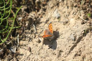 ベニシジミ2024年6月1日