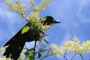 ハシブトガラス2024年6月23日ハシドイ