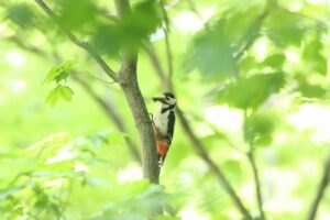 アカゲラ2024年6月15日