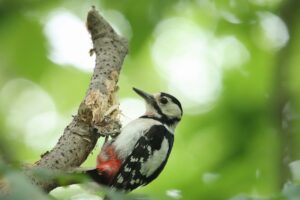 アカゲラ♀2024年6月29日