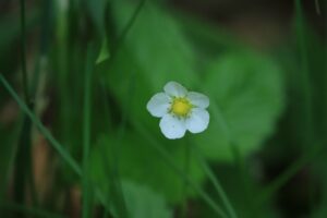エゾヘビイチゴ2024年6月1日