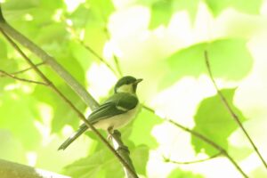 シジュウカラ幼鳥2024年7月20日