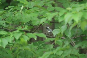 シジュウカラ2024年7月7日