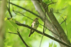 キビタキ幼鳥2024年7月27日