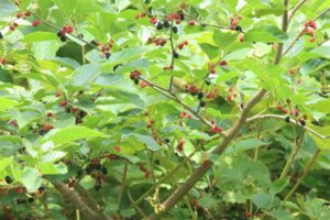 メジロ2024年7月7日ヤマグワの実を食べる