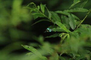 メスアカミドリシジミ2024年7月7日