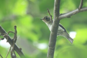 コサメビタキ幼鳥2024年7月20日遊具広場五差路付近にて