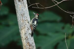 アカゲラ幼鳥2024年7月20日つり橋から見た