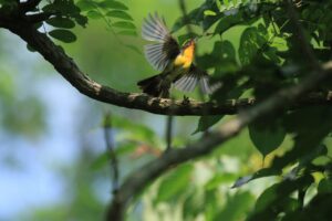 キビタキ♂2024年7月13日つり橋にて
