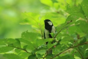 シジュウカラ2024年7月27日成鳥♂