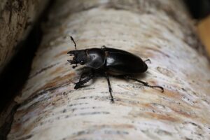 ミヤマクワガタ♀2024年7月27日