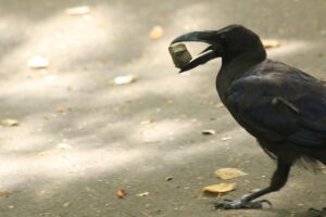 ハシブトガラス2024年7月20日つり橋付近にて