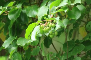 サルナシの実2024年7月20日コクワ