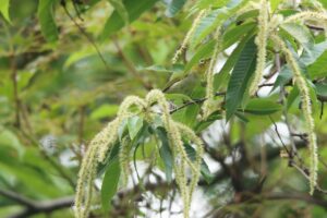 メジロ2024年7月7日クリの花