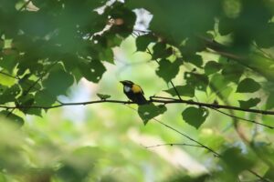 キビタキ雄2024年7月20日ミュンヘンの森にて