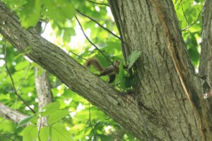 エゾリス2024年7月27日ミズナラに巣作り？