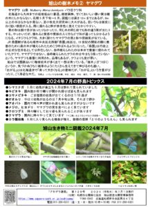 アカゲラ通信2024年7月号B面